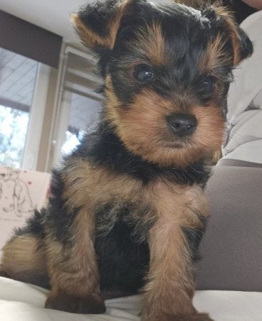 Yorkshire terrier