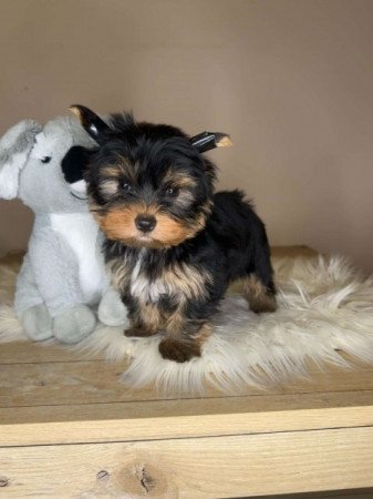 Extra mini Yorkshire terrier