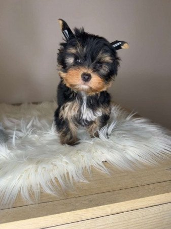 Extra mini Yorkshire terrier