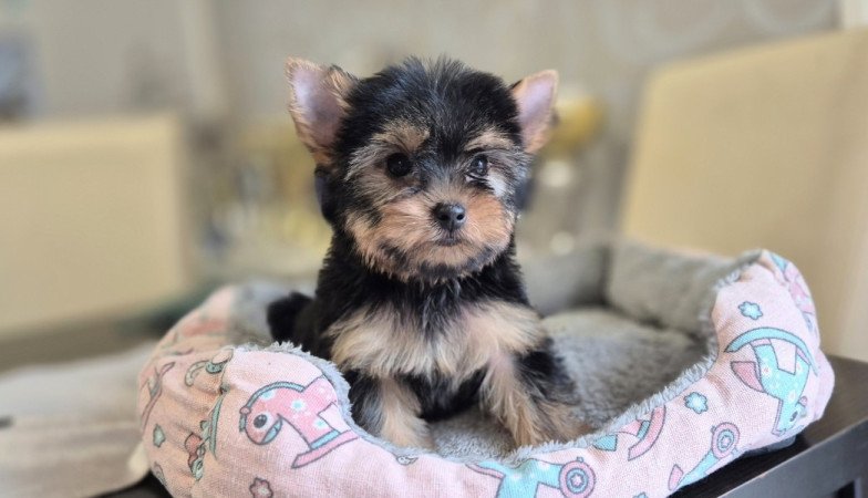 Yorkshire terrier