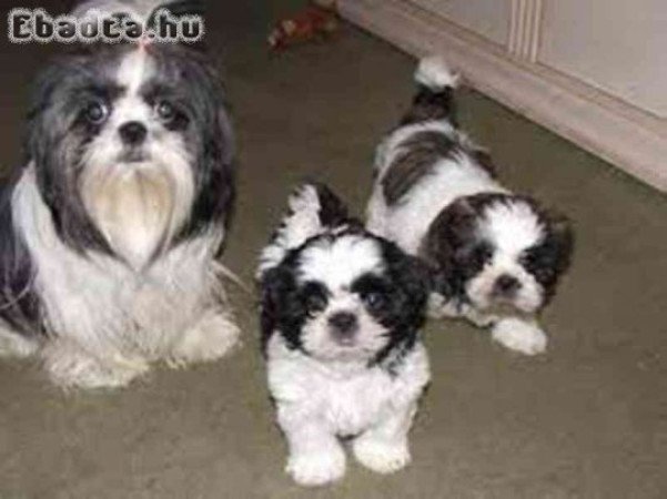 Shih tzu kutyusok 06303468598