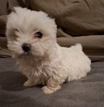 Bichon havanese