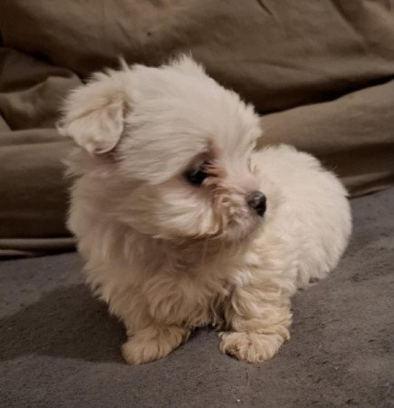 Bichon havanese