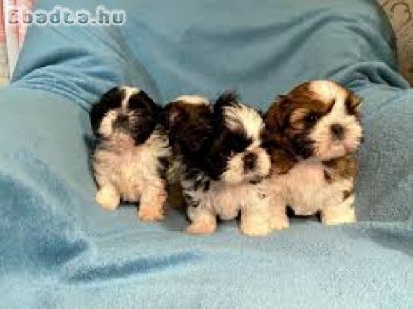 Shih tzu kutyusok 06303468598