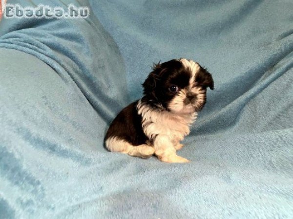 Shih tzu kutyusok 06303468598