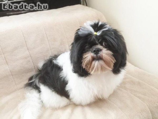 Shih tzu kutyusok 06303468598