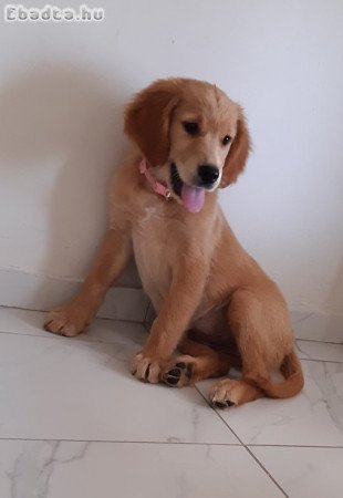 Golden retriever