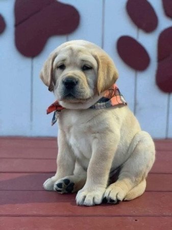 Labrador retriever