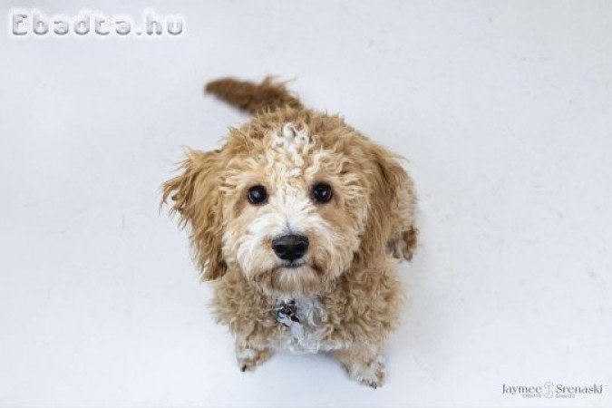 Mix bread Poodle puppy for adoption