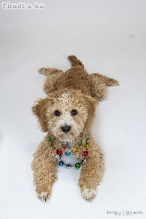 Mix bread Poodle puppy for adoption