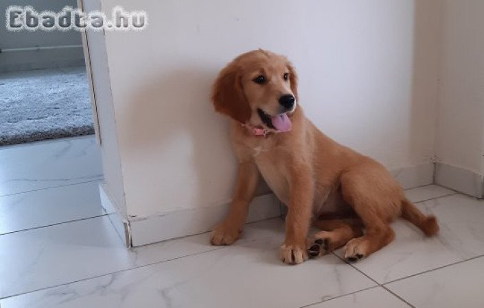 Golden retriever