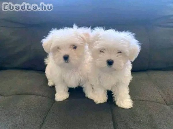 Westie puppies for sale and for good homes