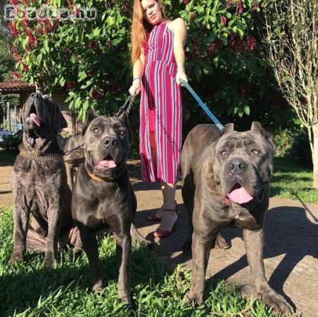 Cane corso for adoption and rehoming