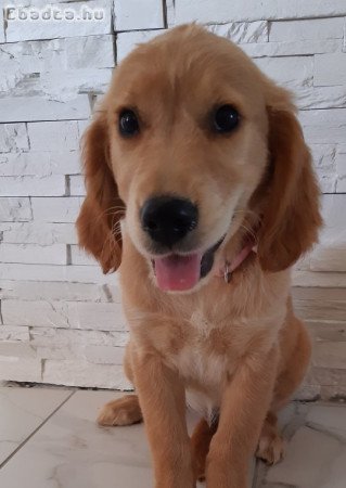 Golden retriever