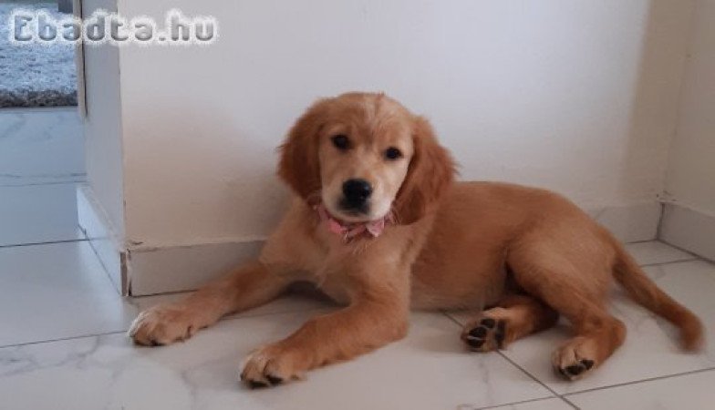 Golden retriever