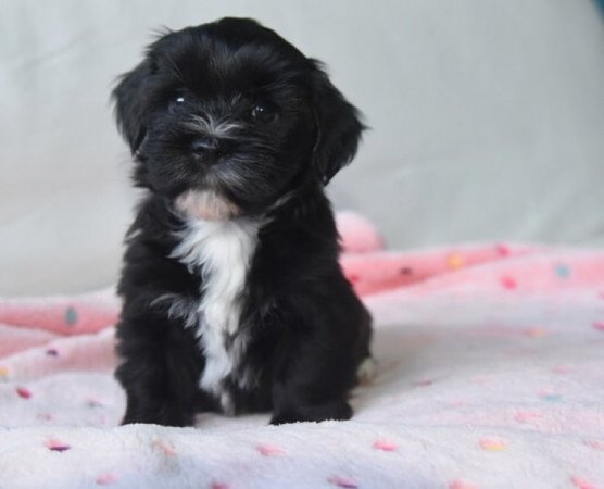 Bichon havanese