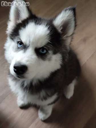 Eladó kölyök szuka Husky