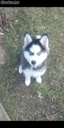 Eladó kölyök szuka Husky