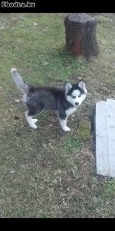 Eladó kölyök szuka Husky