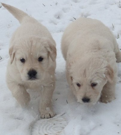 Golden retriever