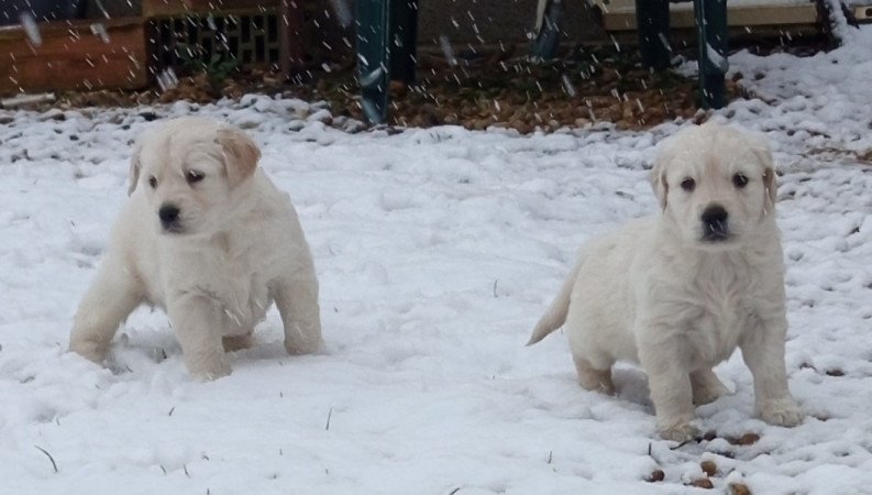 Golden retriever