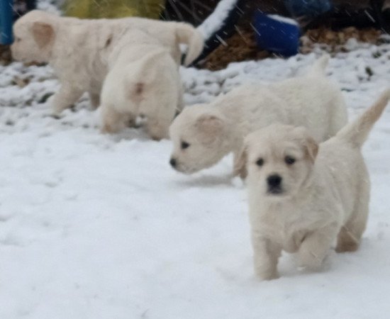 Golden retriever