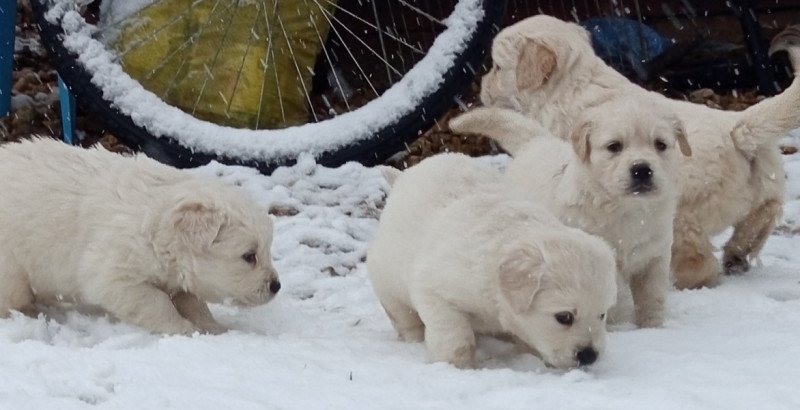 Golden retriever