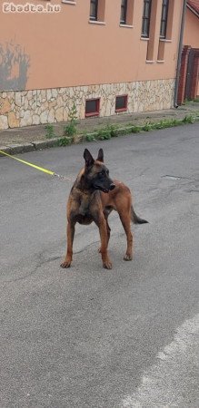 Fajtatiszta Malinois kölykök