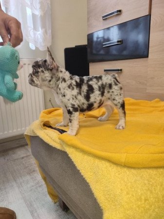 Francia bulldog merle