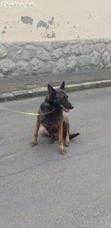 Fajtatiszta Malinois kölykök