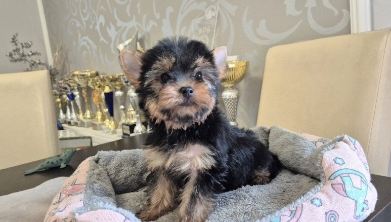 Yorkshire terrier