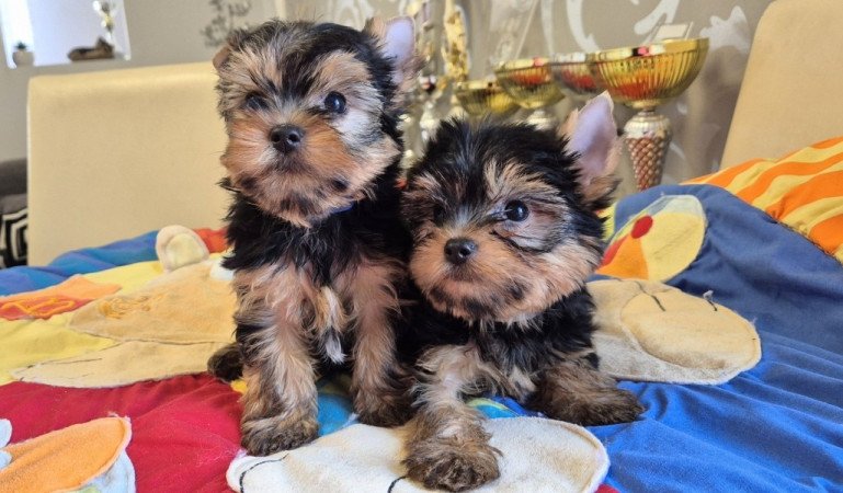 Yorkshire terrier