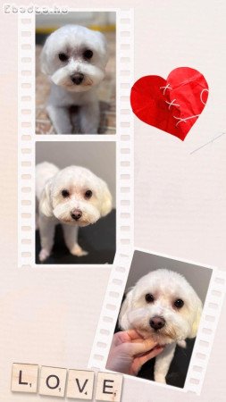 Bichon Havanese