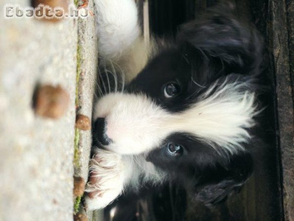 Border collie szuka kiskutyák eladók