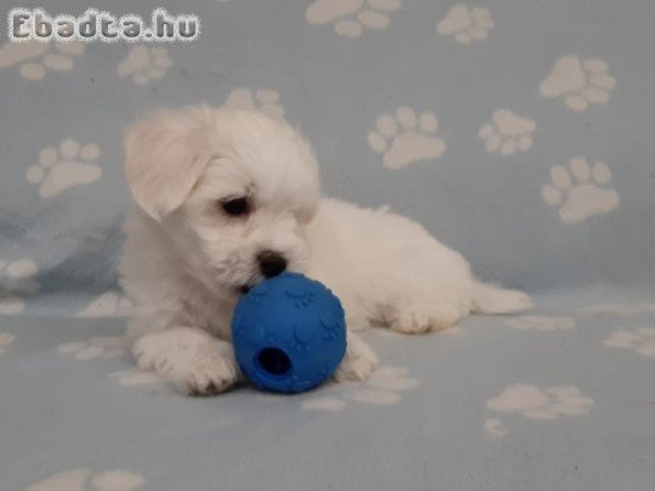 Gyönyörű máltai selyemkutya  ( nem maltipoo)