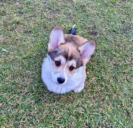 Welsh Corgi Pembroke