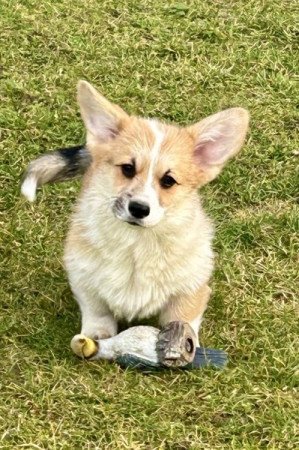 Welsh Corgi Pembroke