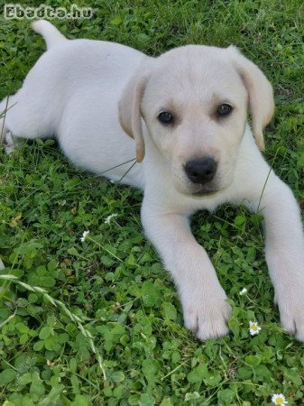 Fajtatiszta jellegü labrador