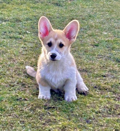 Welsh Corgi Pembroke