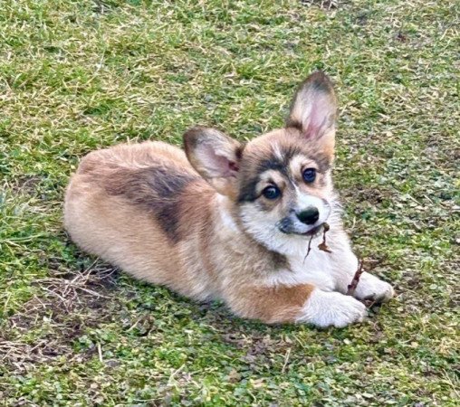 Welsh Corgi Pembroke