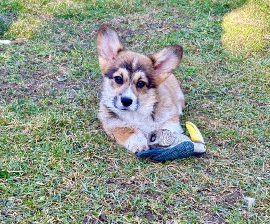 Welsh Corgi Pembroke