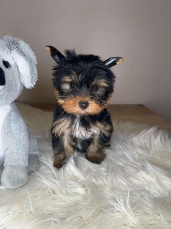 Extra mini Yorkshire terrier