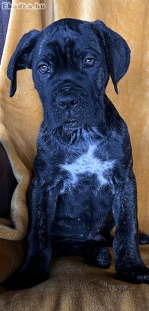 Törzskönyves Cane Corso kiskutya vihető