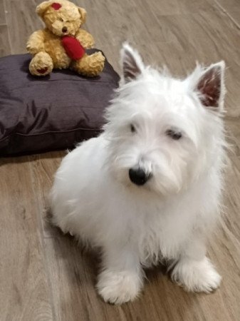 West highland white terrier