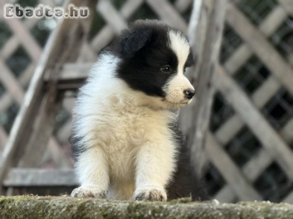 Border Collie kölykök gazdit keresnek!