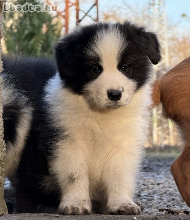 Border Collie kölykök gazdit keresnek!