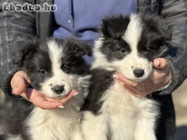 Border Collie kölykök gazdit keresnek!