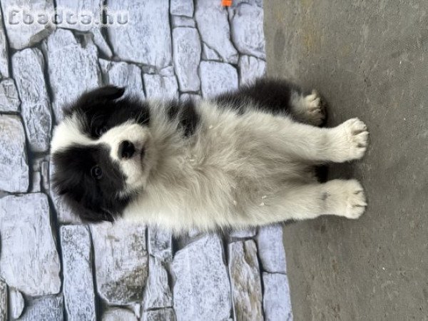 Border Collie kölykök gazdit keresnek!