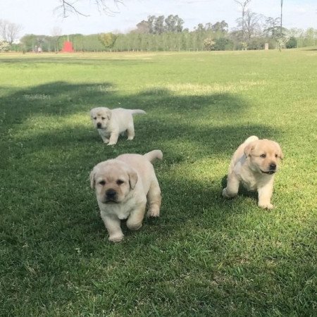 Labrador retriever