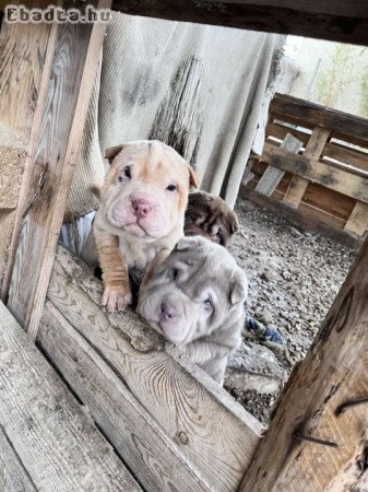 Shar-pei kiskutyák